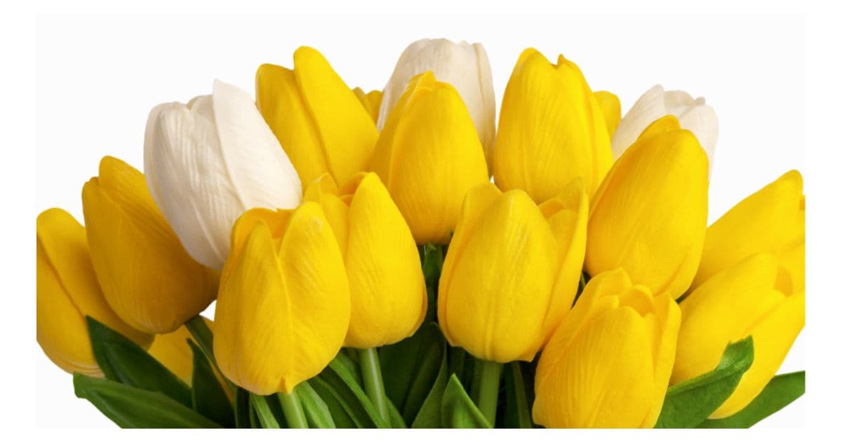 Tulips